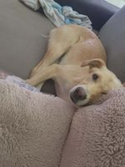   MANDY croisée labrador 2 ans 