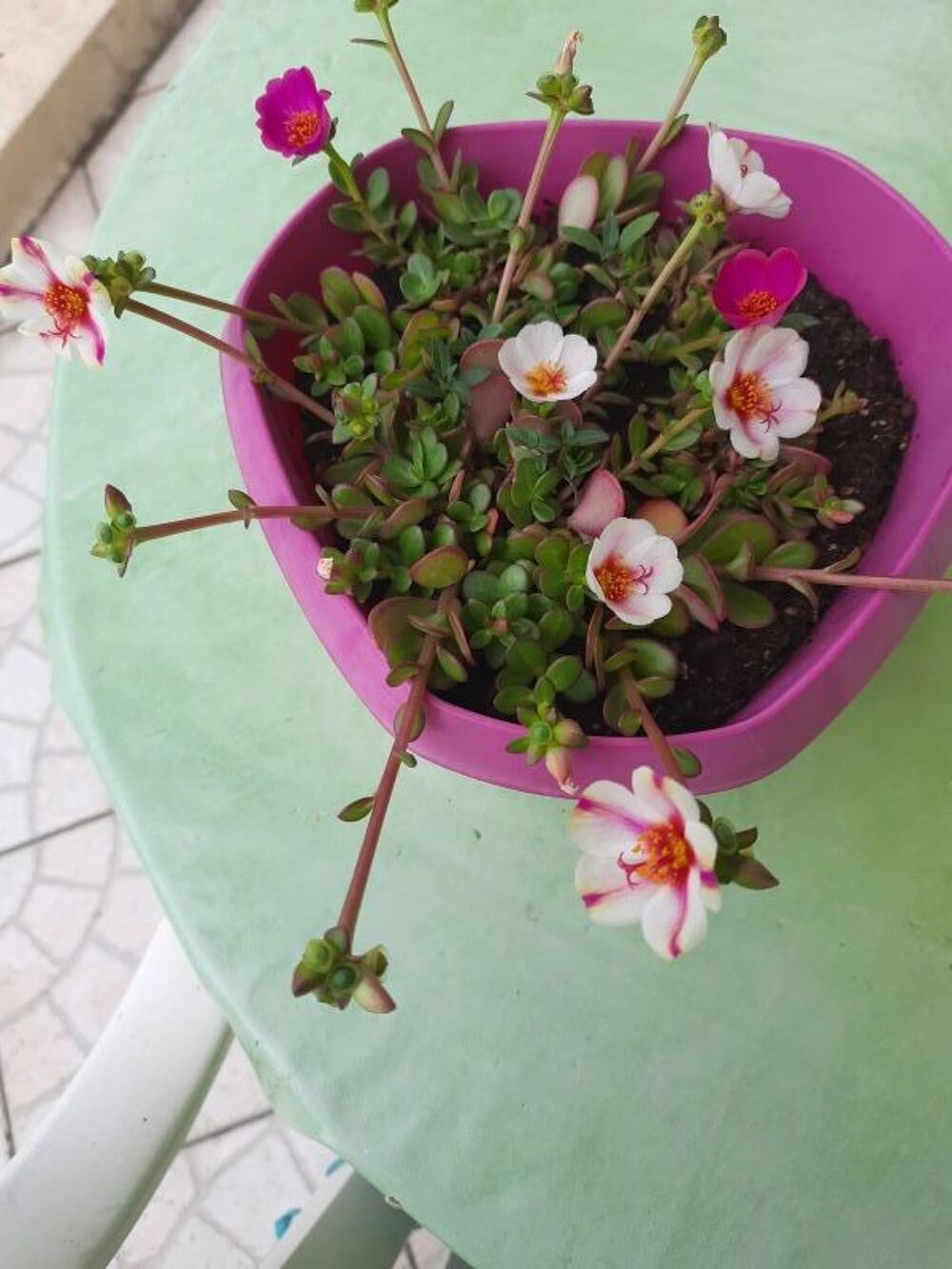 Portulaca grandiflora graines Jardin