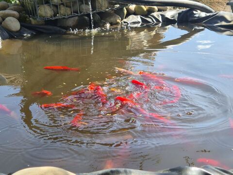 Poissons rouges 5 54290 Clayeures