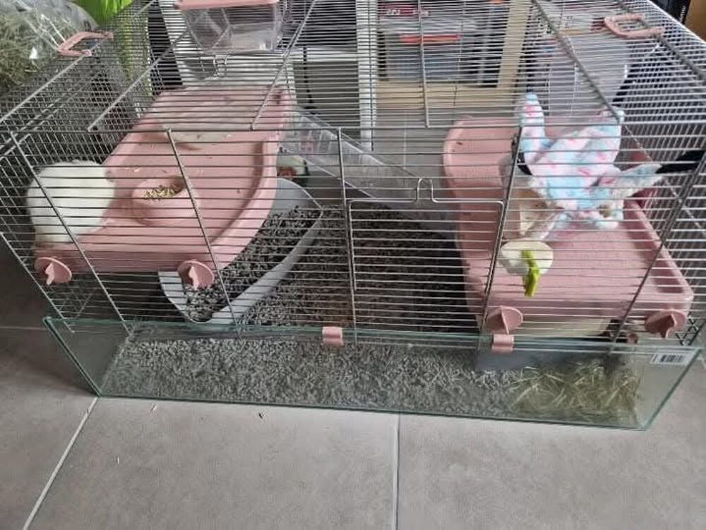   Rattes  l adoption 