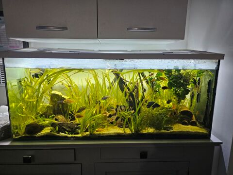 Aquarium 240L 1m20 160 77000 Livry-sur-seine