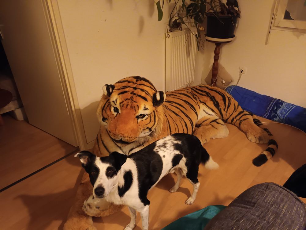 Peluche tigre g&eacute;ante 223 cm Jeux / jouets