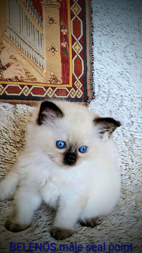 B&eacute;l&eacute;nos, un chaton harmonieux et solaire 1800 87270 Chaptelat