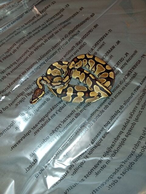 python regius femelle 180 85300 Challans