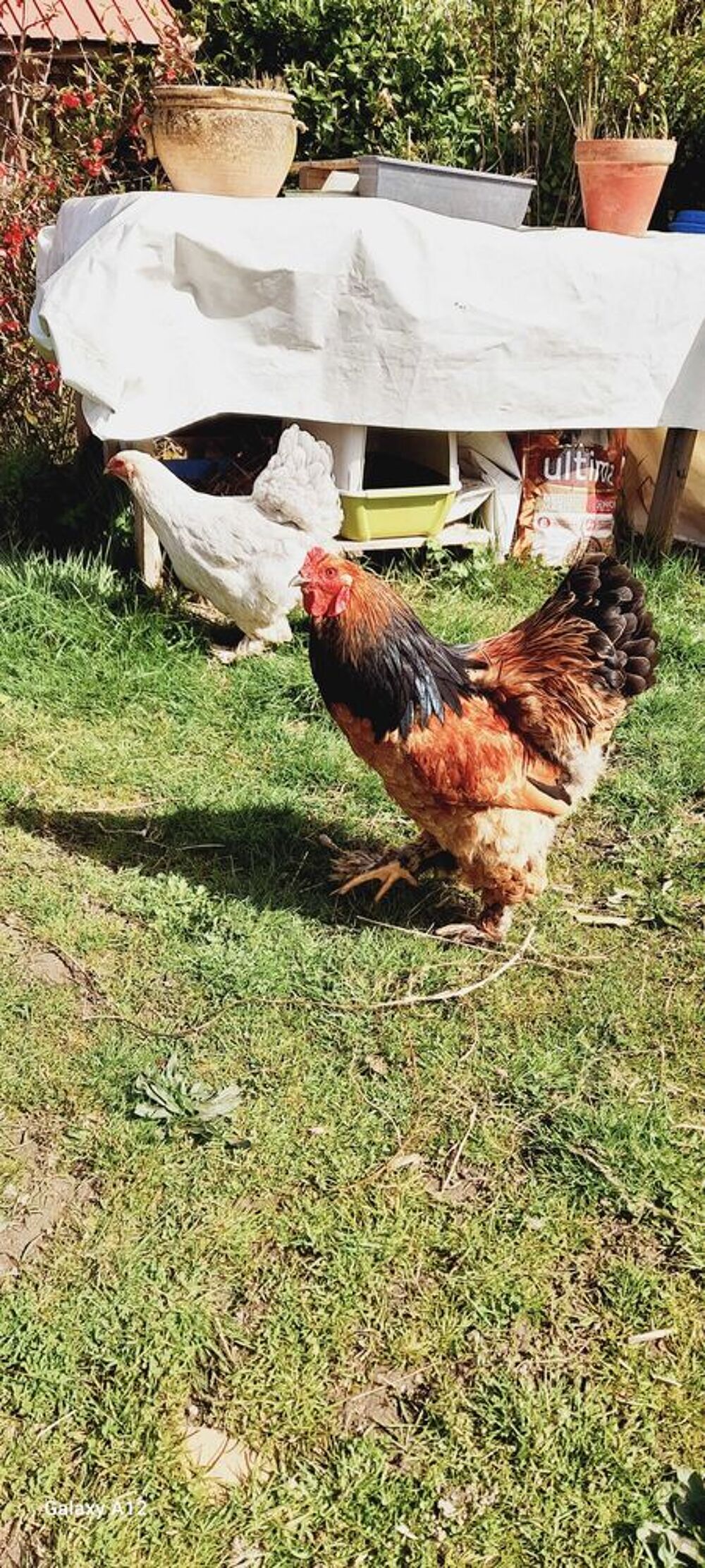 coq Brahma Jardin