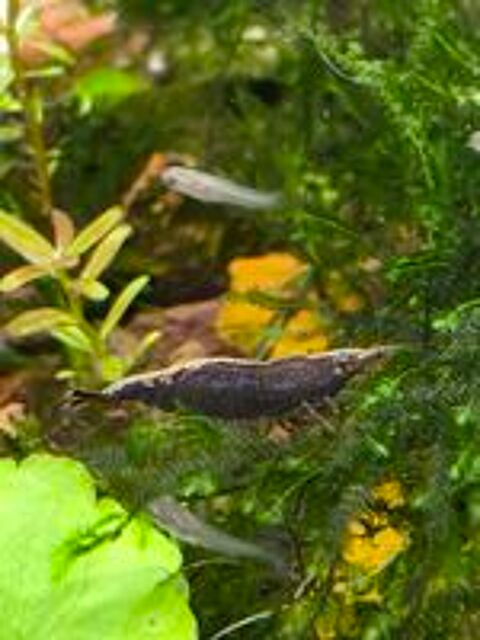   Crevettes aquarium  