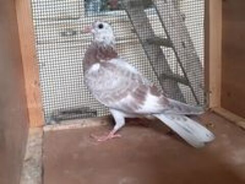   JEUNES PIGEONS COULEUR MOSAIQUE 