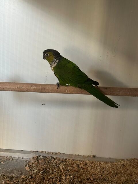Conure 50 28500 Germainville
