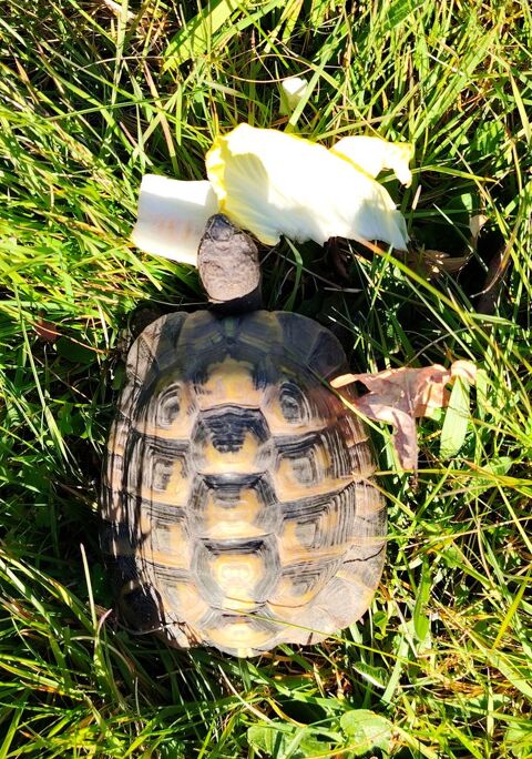 Tortue m&acirc;le de 10 ans 300 45290 Langesse