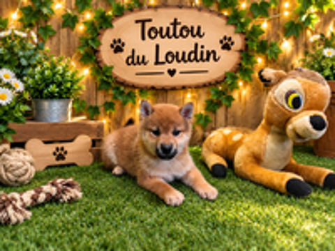   Chiot Shiba Inu femelle 
