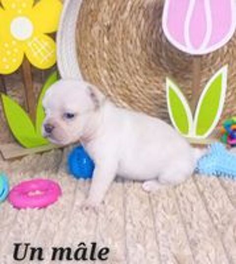   A r�serv� 6 chiots bouledogue fran�ais exotique fluffy  