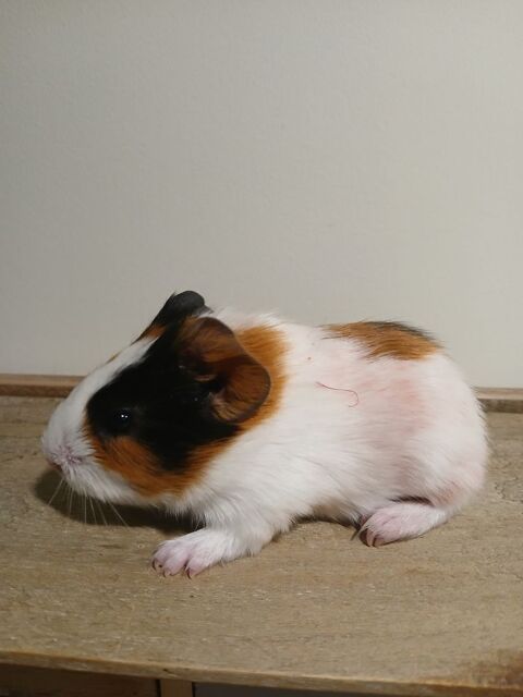 bébés cochons d'inde mâle 15 01450 Poncin