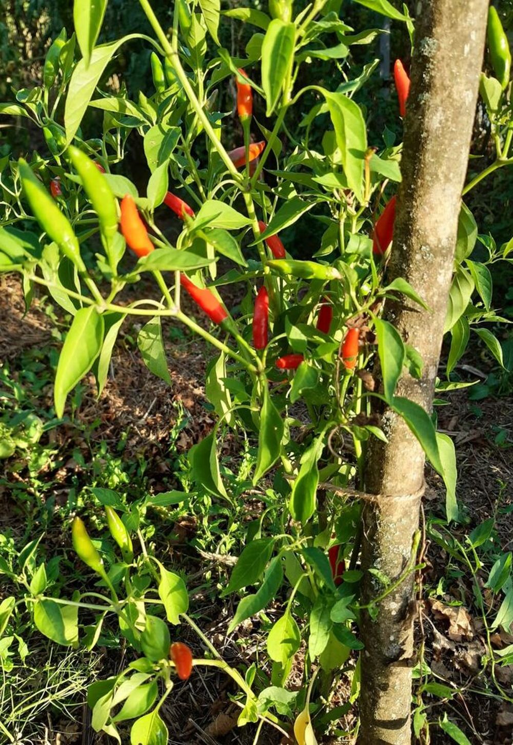 Graines de Piment Oiseau Jardin