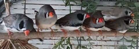  couples mandarins 12 85300 Challans