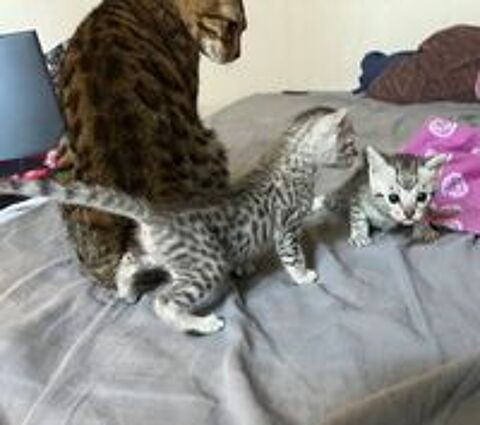   Mau égyptien croisé Bengal  