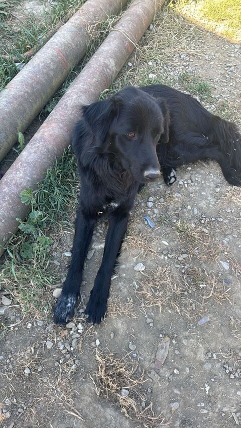 A L'ADOPTION OREO 0 75018 Paris