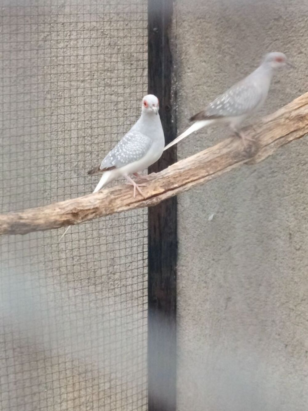   Oiseaux colombe diamant  