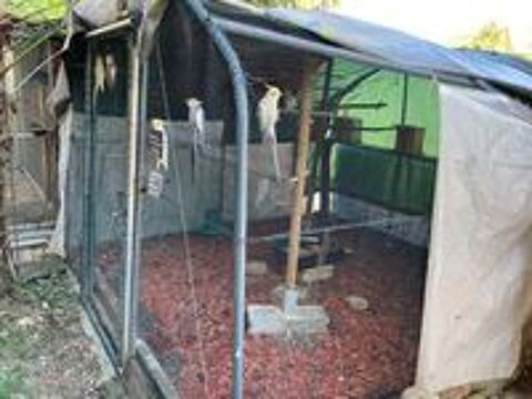   A DONNER PERRUCHES CALOPSITES ELEVEES EN EXTERIEUR  