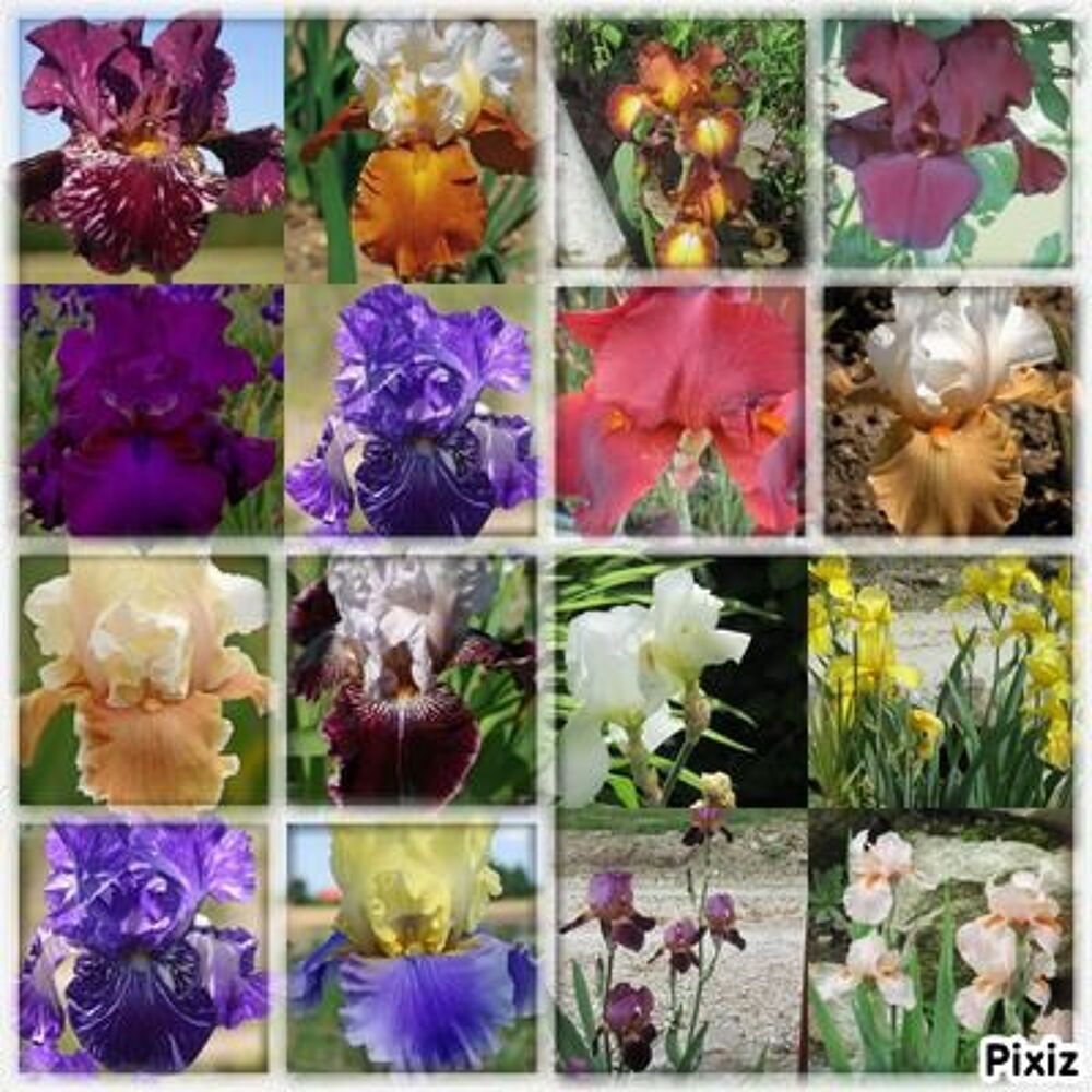 iris germanica ou iris des jardins Jardin