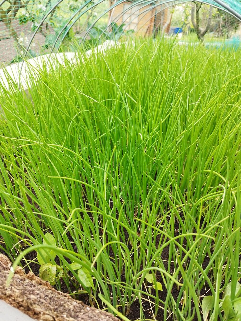de jeunes pousses d'oignons Jardin