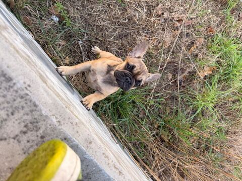 Bouledogues fran&ccedil;ais &agrave; c&eacute;der 0 34000 Montpellier