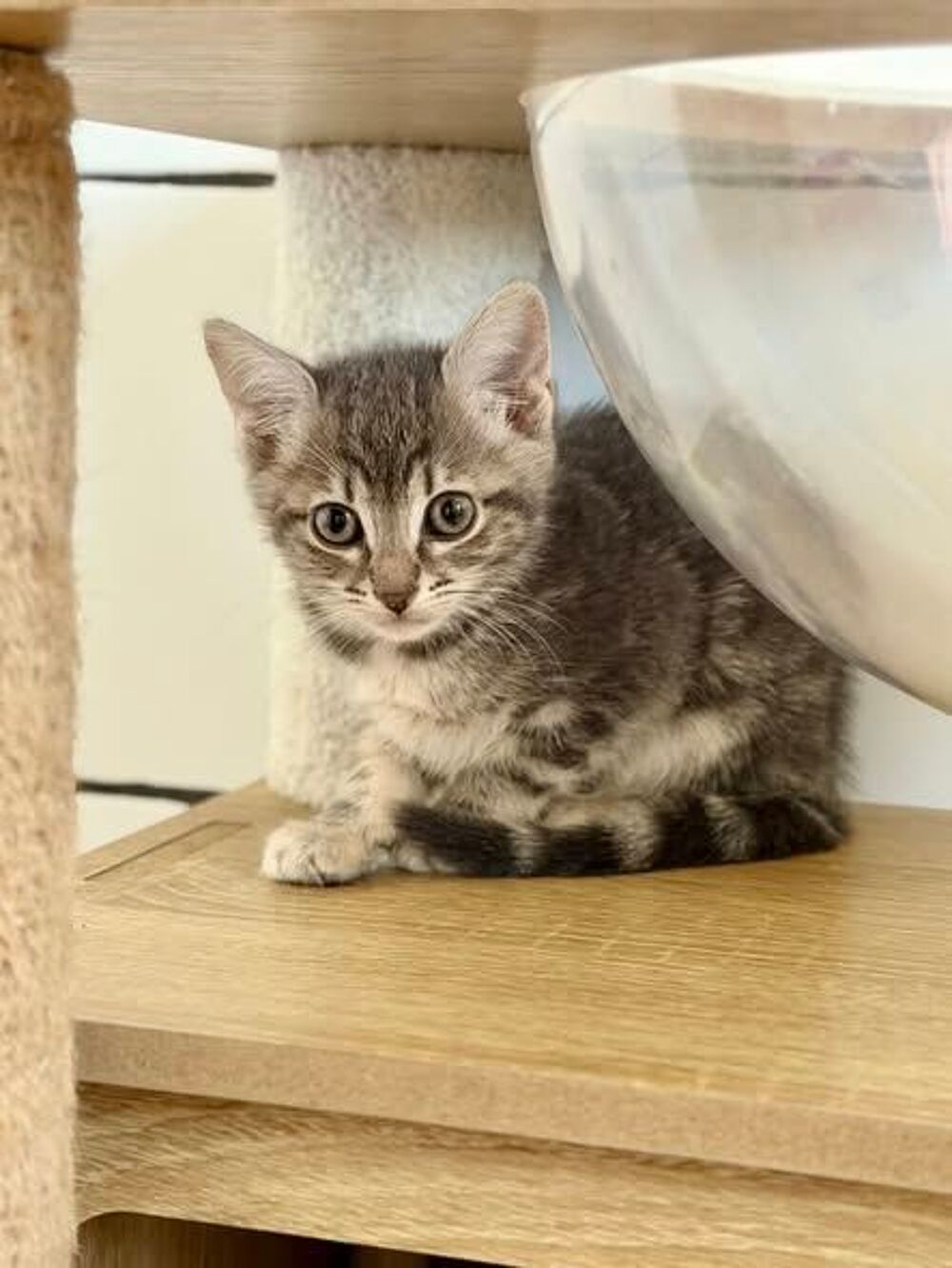   Chat FLEURETTE à l adoption 