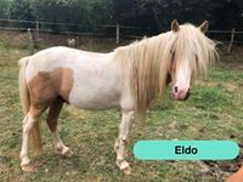   Eldo, poney Welsh à adopter 