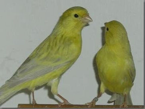 canaris 20 33830 Belin-béliet