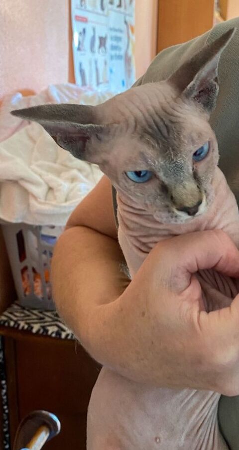 Vends jolies femelles sphynx 1400 83500 La seyne-sur-mer