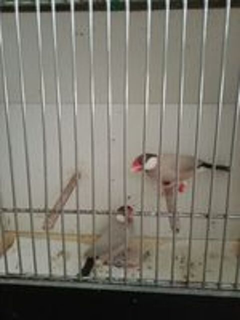   Oiseaux exotiques paddas  