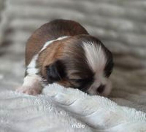   A réserver magnifiques chiots shih tzu lof 