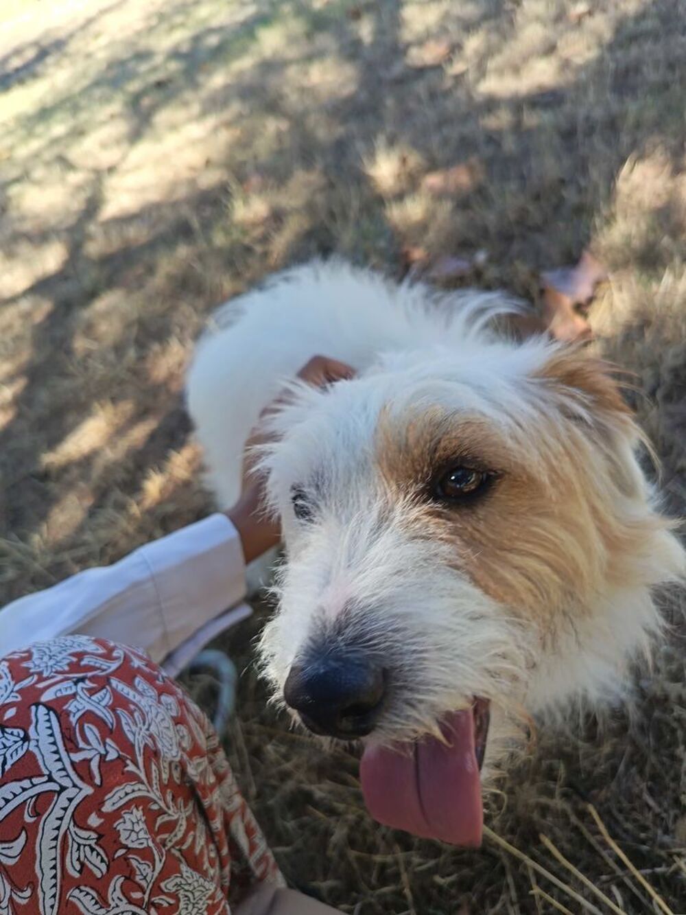   Jack Russel 
