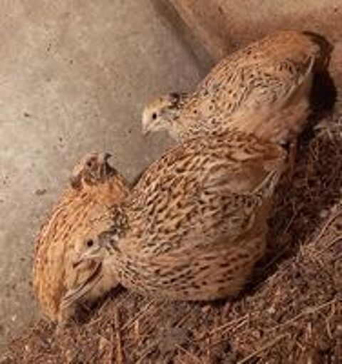   Oeuf de caille 