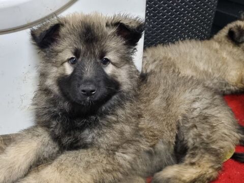 Chiots Berger allemand ancien type  1000 52600 Heuilley-le-grand