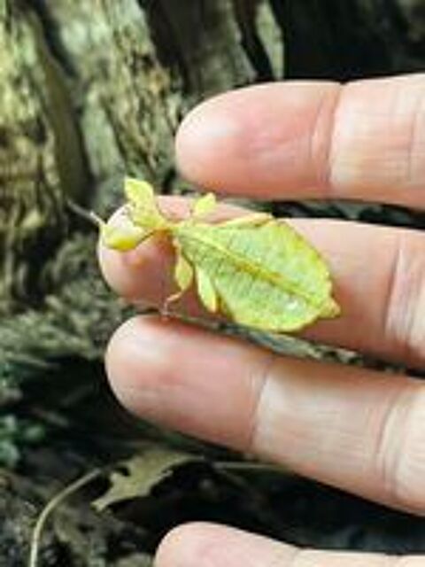   Phasmes feuilles  