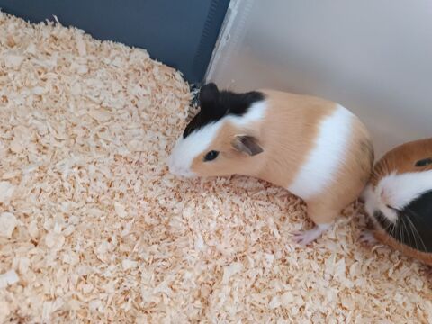 Cochon d'Inde 25 76410 Clon