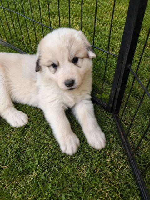 Chiot montagne des Pyr&eacute;n&eacute;es 750 79600 Maisontiers