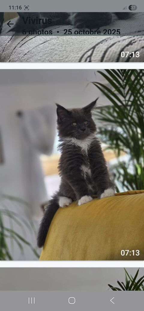 Magnifique Maine coon Loof de 6 mois 1600 18570 Le subdray