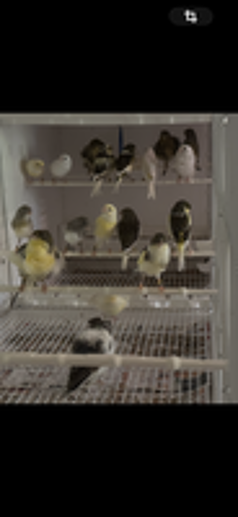  Canaris  