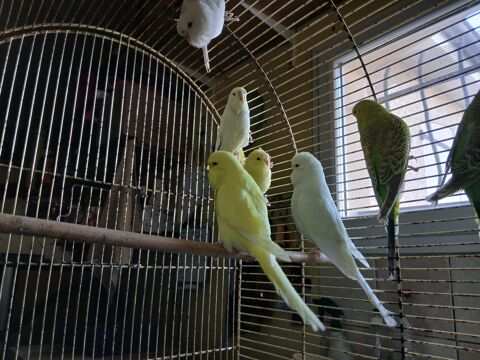  perruche anglaise  m&acirc;le seul ou couple 35 63190 Lezoux