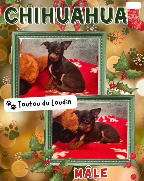Chiot chihuahua m&acirc;le poils courts 450 18140 Pr�cy