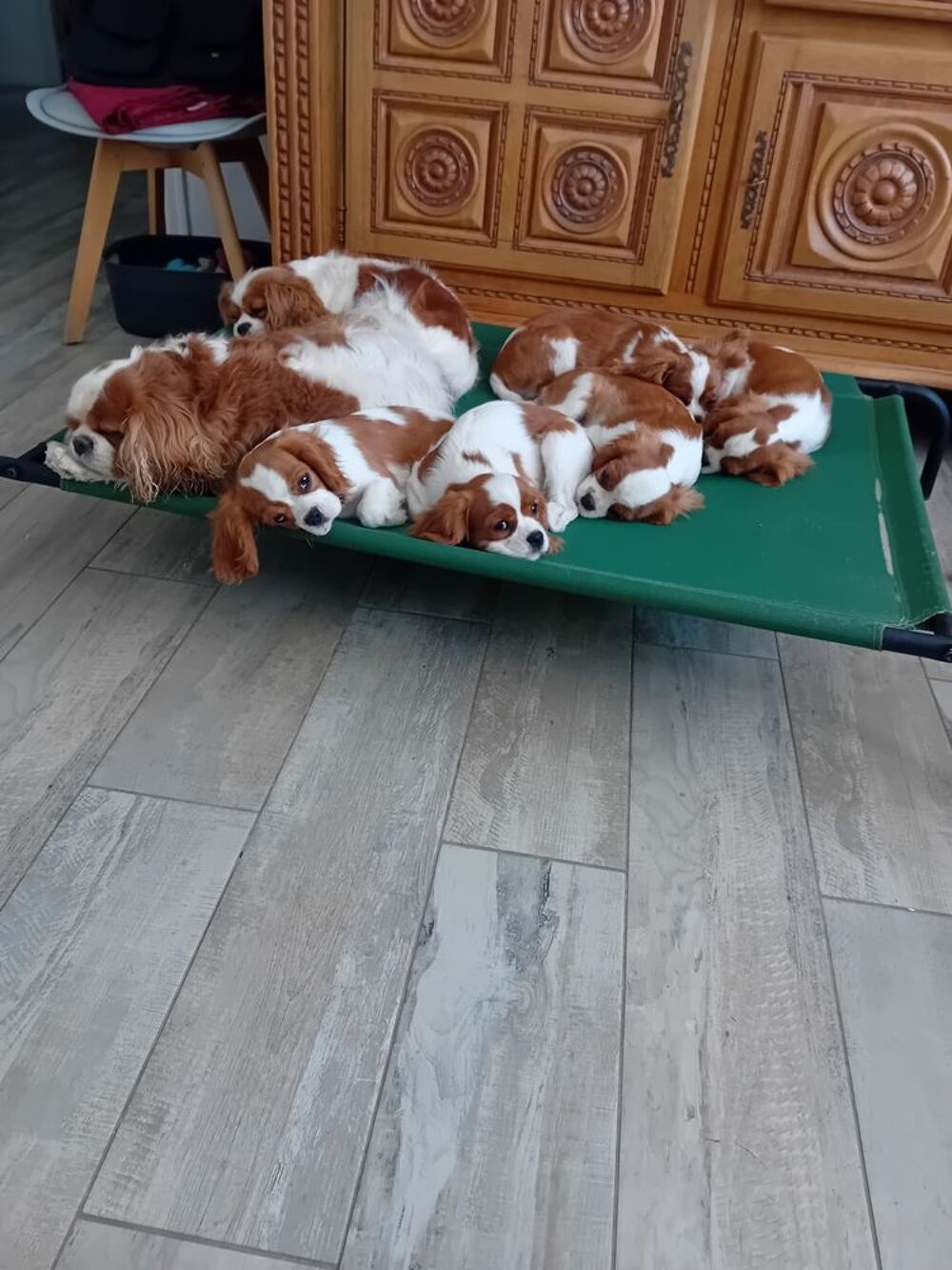   5 chiots Blenheim : 3 femelles  et 2 mâles  