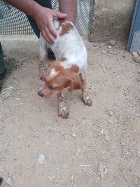 3 mâles et 1 femelle chiots épagneul breton 400 30440 Saint-laurent-le-minier