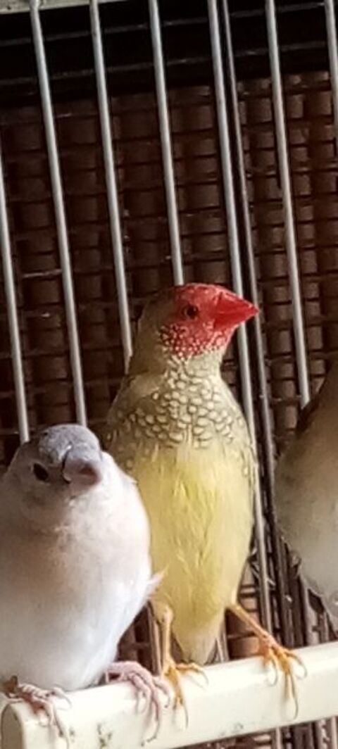 Diamants Ruficaudas 30 80400 Ham