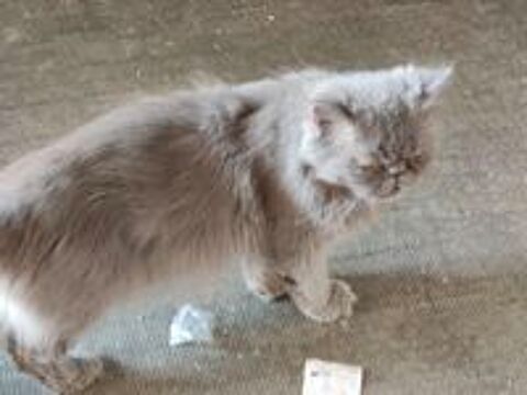  Chatte persan adulte 