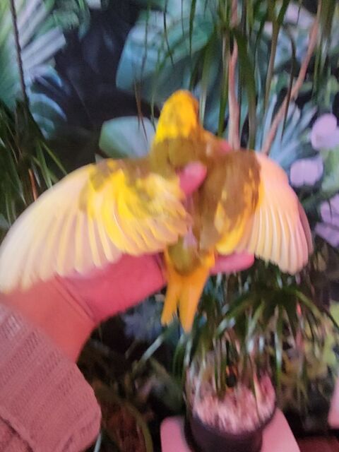 6 kakarikis, différentes couleurs, A Tarbes 90 65000 Tarbes