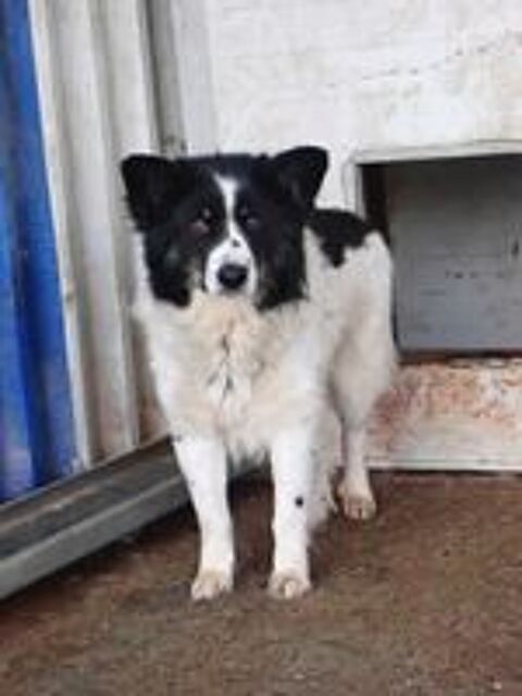   Houston à l'adoption 
