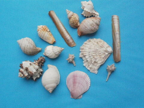 Lot de petits coquillages � identifier 3 Montauban (82)