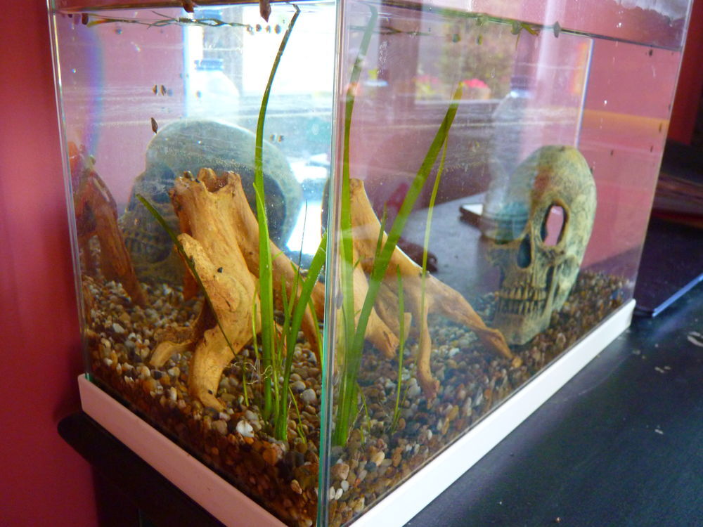 Aquarium 20 litres accessoires poisson TBE Jardin