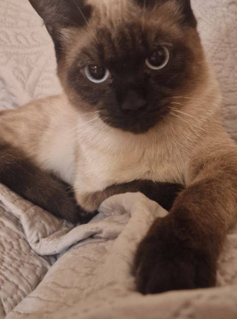 Chat Siamois 0 77360 Vaires-sur-marne